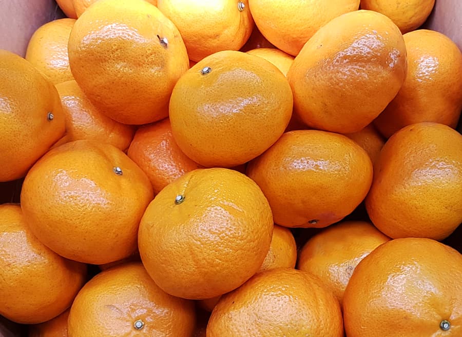 Muccort Oranges